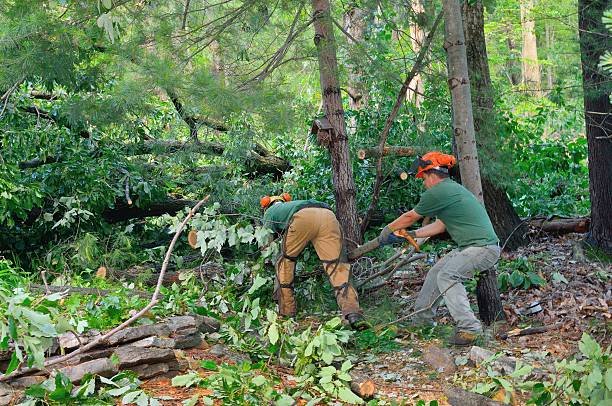 Dead Tree Removal in Grass Valley, CA